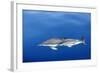 Common Dolphins-null-Framed Photographic Print