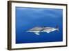 Common Dolphins-null-Framed Photographic Print