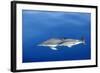 Common Dolphins-null-Framed Photographic Print