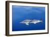 Common Dolphins-null-Framed Photographic Print