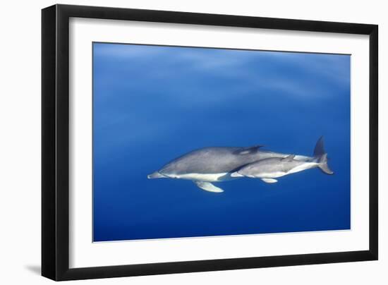 Common Dolphins-null-Framed Photographic Print