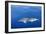 Common Dolphins-null-Framed Photographic Print