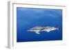 Common Dolphins-null-Framed Photographic Print