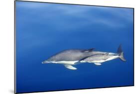 Common Dolphins-null-Mounted Photographic Print