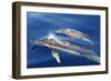 Common Dolphins-null-Framed Photographic Print