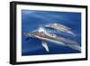 Common Dolphins-null-Framed Photographic Print