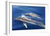 Common Dolphins-null-Framed Photographic Print