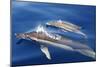 Common Dolphins-null-Mounted Photographic Print