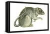 Common Domestic Rat (Rattus Norvegicus), Mammals-Encyclopaedia Britannica-Framed Stretched Canvas