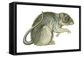 Common Domestic Rat (Rattus Norvegicus), Mammals-Encyclopaedia Britannica-Framed Stretched Canvas