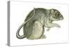Common Domestic Rat (Rattus Norvegicus), Mammals-Encyclopaedia Britannica-Stretched Canvas
