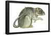 Common Domestic Rat (Rattus Norvegicus), Mammals-Encyclopaedia Britannica-Framed Poster