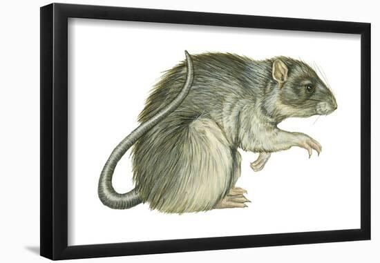 Common Domestic Rat (Rattus Norvegicus), Mammals-Encyclopaedia Britannica-Framed Poster