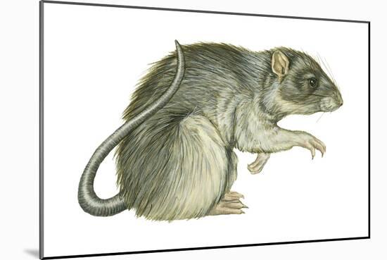 Common Domestic Rat (Rattus Norvegicus), Mammals-Encyclopaedia Britannica-Mounted Poster