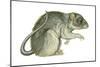 Common Domestic Rat (Rattus Norvegicus), Mammals-Encyclopaedia Britannica-Mounted Poster