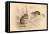 Common Dormouse (Muscardinus Arvellanariu), Hibernating Rodent, 1828-null-Framed Stretched Canvas