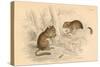 Common Dormouse (Muscardinus Arvellanariu), Hibernating Rodent, 1828-null-Stretched Canvas