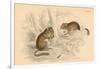 Common Dormouse (Muscardinus Arvellanariu), Hibernating Rodent, 1828-null-Framed Giclee Print