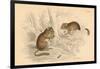 Common Dormouse (Muscardinus Arvellanariu), Hibernating Rodent, 1828-null-Framed Giclee Print