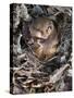 Common Dormouse (Muscardinus Avellanarius), Torpid, in Captive Breeding Programme, Uk-Ann & Steve Toon-Stretched Canvas