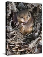 Common Dormouse (Muscardinus Avellanarius), Torpid, in Captive Breeding Programme, Uk-Ann & Steve Toon-Stretched Canvas