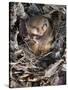 Common Dormouse (Muscardinus Avellanarius), Torpid, in Captive Breeding Programme, Uk-Ann & Steve Toon-Stretched Canvas