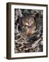 Common Dormouse (Muscardinus Avellanarius), Torpid, in Captive Breeding Programme, Uk-Ann & Steve Toon-Framed Photographic Print