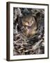 Common Dormouse (Muscardinus Avellanarius), Torpid, in Captive Breeding Programme, Uk-Ann & Steve Toon-Framed Photographic Print