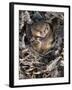 Common Dormouse (Muscardinus Avellanarius), Torpid, in Captive Breeding Programme, Uk-Ann & Steve Toon-Framed Photographic Print