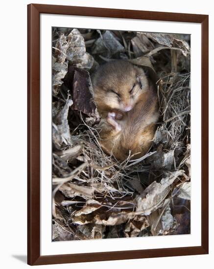 Common Dormouse (Muscardinus Avellanarius), Torpid, in Captive Breeding Programme, Uk-Ann & Steve Toon-Framed Photographic Print