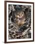 Common Dormouse (Muscardinus Avellanarius), Torpid, in Captive Breeding Programme, Uk-Ann & Steve Toon-Framed Photographic Print