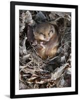 Common Dormouse (Muscardinus Avellanarius), Torpid, in Captive Breeding Programme, Uk-Ann & Steve Toon-Framed Photographic Print