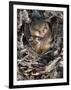 Common Dormouse (Muscardinus Avellanarius), Torpid, in Captive Breeding Programme, Uk-Ann & Steve Toon-Framed Photographic Print