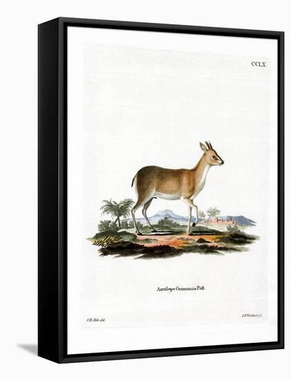 Common Duiker-null-Framed Stretched Canvas