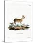 Common Duiker-null-Stretched Canvas