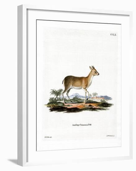 Common Duiker-null-Framed Giclee Print