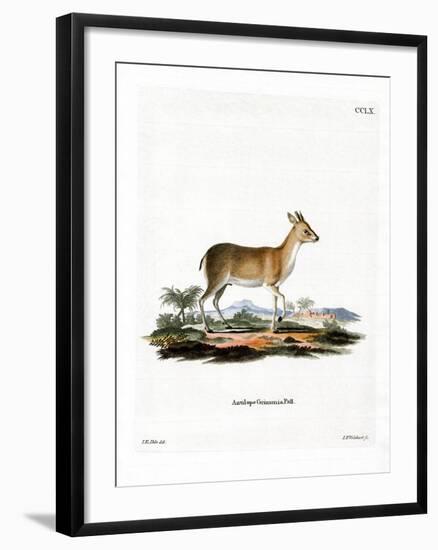 Common Duiker-null-Framed Giclee Print