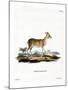 Common Duiker-null-Mounted Giclee Print