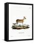 Common Duiker-null-Framed Stretched Canvas