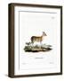 Common Duiker-null-Framed Giclee Print