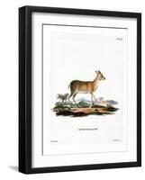 Common Duiker-null-Framed Giclee Print