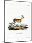 Common Duiker-null-Mounted Giclee Print