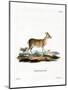 Common Duiker-null-Mounted Giclee Print