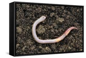 Common Earthworm-Colin Varndell-Framed Stretched Canvas