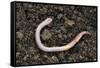 Common Earthworm-Colin Varndell-Framed Stretched Canvas