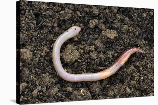 Common Earthworm-Colin Varndell-Stretched Canvas
