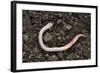 Common Earthworm-Colin Varndell-Framed Premium Photographic Print