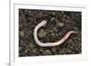 Common Earthworm-Colin Varndell-Framed Photographic Print