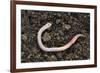 Common Earthworm-Colin Varndell-Framed Photographic Print