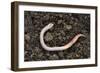 Common Earthworm-Colin Varndell-Framed Photographic Print